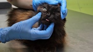 Продолжение истории кошки Виты, найденной с травмой на шее.