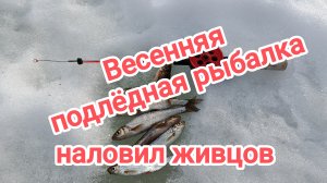 Весенняя подлёдная рыбалка. Поймал живцов