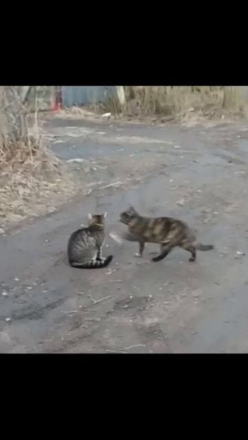 Кошка-мама воспитывает детей