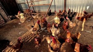 Штаны с меня снял совсем.. Они точно чего-то хотят..