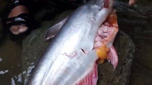 Выживание в лесу_ Ловите и готовьте крупную рыбу на еду — большая рыба, приготовленная на гриле