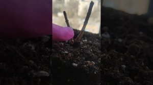 Мои гортензии. Делюсь опытом.