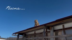 🌿❄️ Сею низкорослый ползучий клевер на снег!