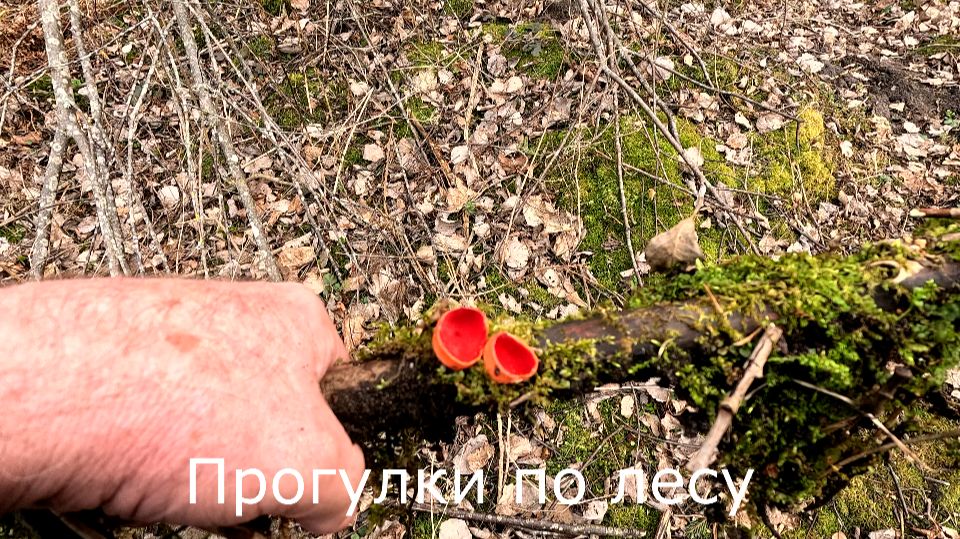 Прогулки по лесу. Появились первые весенние грибы — саркосцифы.