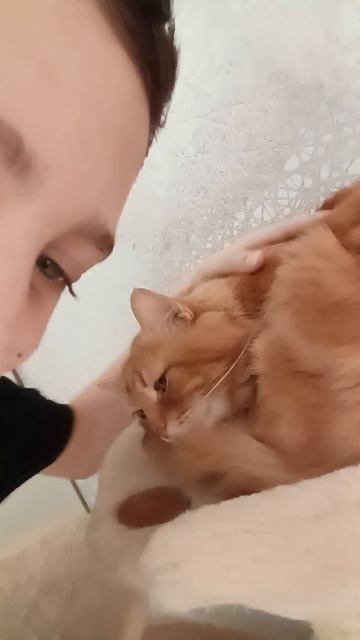 домик для кота