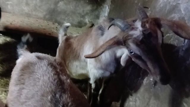 Весна пришла, весне дорогу