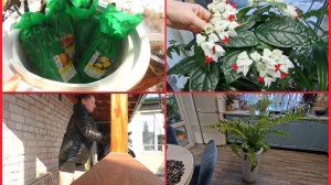 Купила заботу. Без света не без дел. Навела бардак в оранжерее.