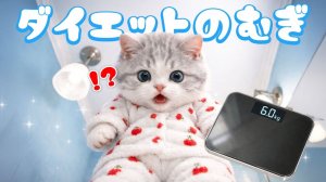 【Офисный котик Муги】Новогодний перебор, ня...!? Репортаж из жизни Муги, который начал диету 🐱💨