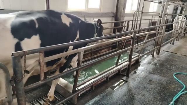 Копытные ванны