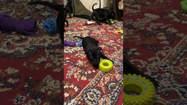 Щенки Стаффордширского бультерьера