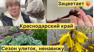 Переезд на юг. Сезон улиток. Жизнь на юге. Дождливая весна.