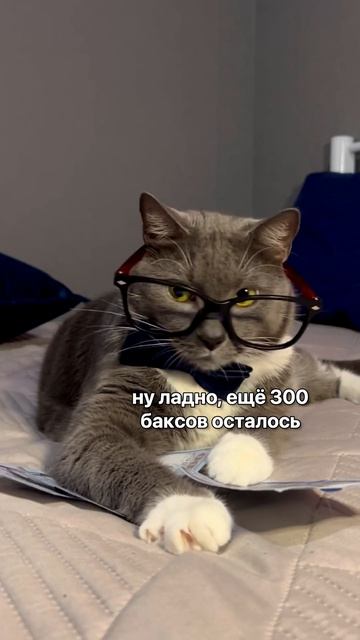 Kotiynet — Я И МОИ ПОДПИСКИ