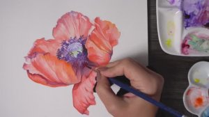Акварельный мак ❤️ От эскиза до законченной картины