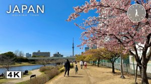 Japan, Tokyo - Early Cherry Blossom Walk