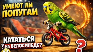 УМЕЮТ ЛИ ПОПУГАИ КАТАТЬСЯ НА ВЕЛОСИПЕДЕ?