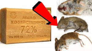 Как избавиться от мышей и крыс навсегда За 1 минуту!!!!!САМЫЕ ЛУЧШИЕ СПОСОБЫ В МИРЕ.!!!.