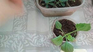 Рассада на 25 марта 2026 . 2 часть