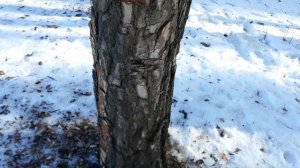 Зачем вы это делаете, выживальщики! Не портите лес, не губите деревья!!