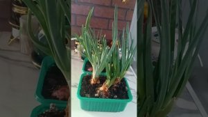 Я люблю дома вырастить зелёный лук