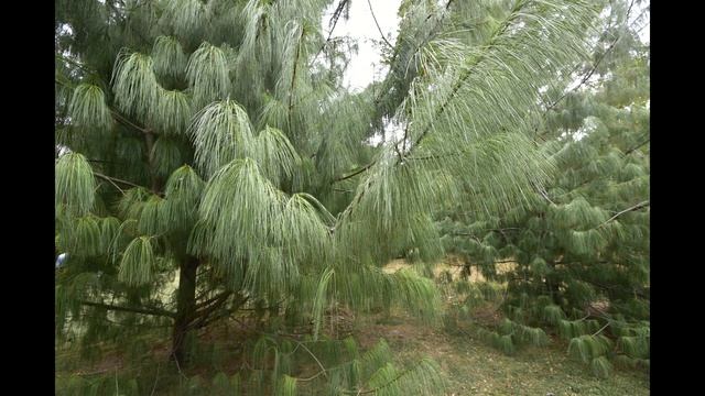 Парк Южные культуры  20.10.2018