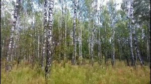 Берёзовая роща (песня)