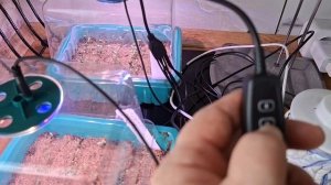 обзор растюшек перца и алисума 26.03.26