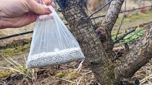 Первая подкормка сливы и вишни после зимы! Вырастить мало ягоды уже не получится!