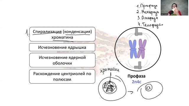 Клеточный цикл. Интерфаза. Митоз