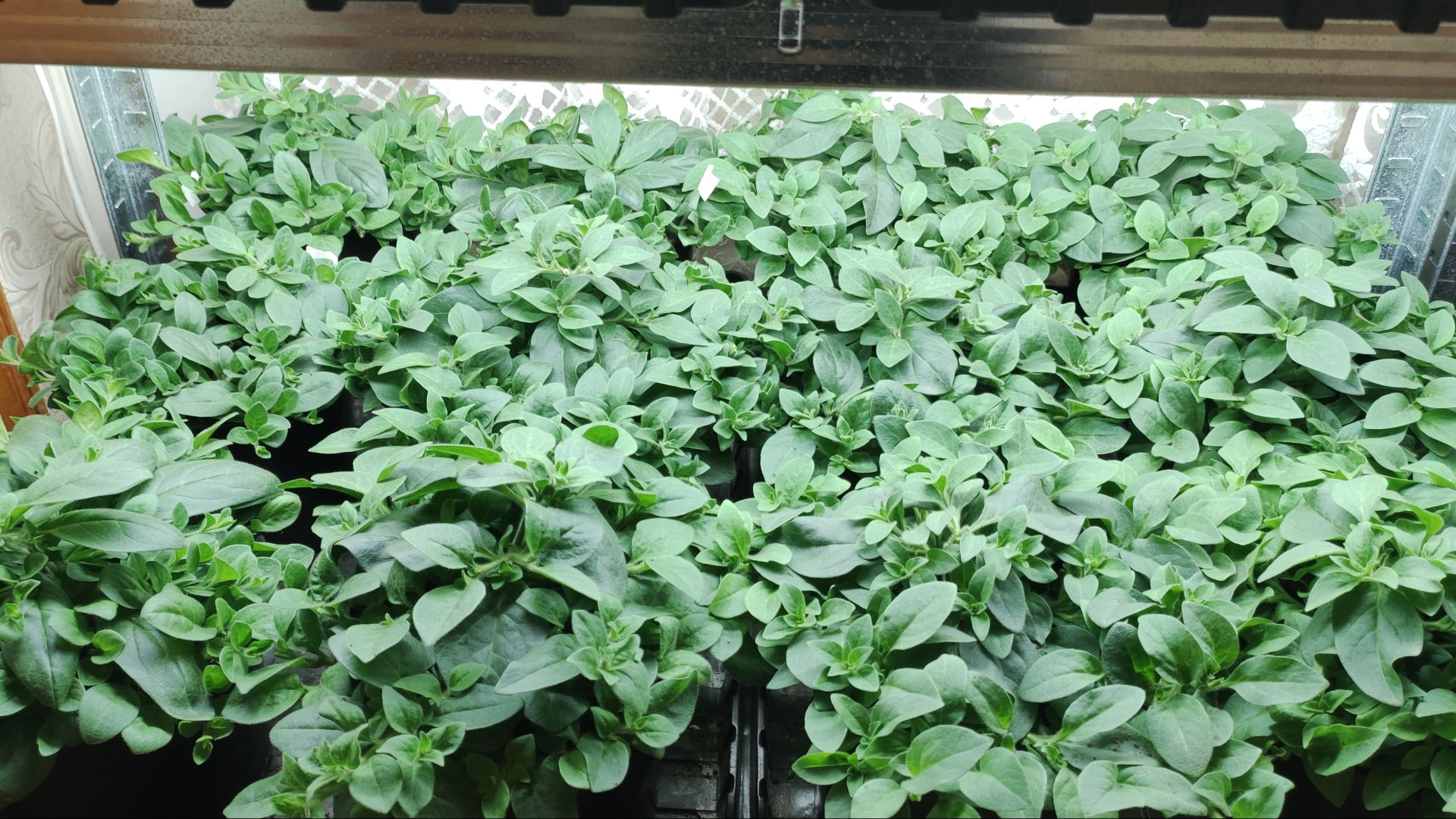 Петуния растет как на дрожжах. Пора выносить на улицу. Как приучаю к солнцу.