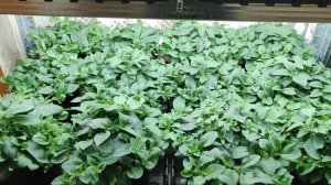 Петуния растет как на дрожжах. Пора выносить на улицу. Как приучаю к солнцу.