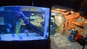 Ялта 2026. Ялтинский океанариум