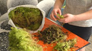 Разговор за разбором мха. О попрошайках. Чистоплотности и брезгливости. Комментарии