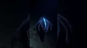 Подводный мир океана.