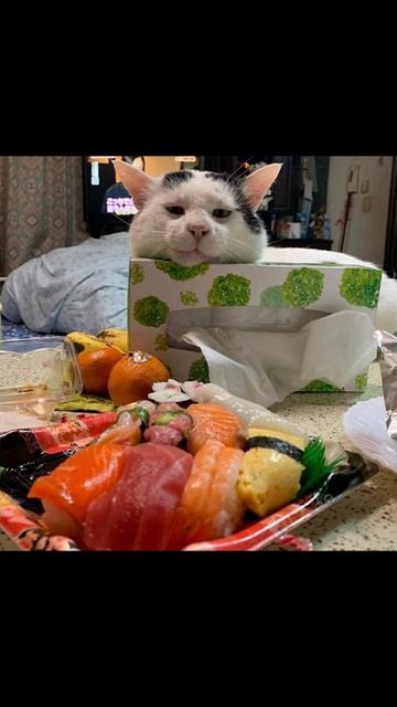 Кота готовят… ко взрослой жизни!) Приколы с котами