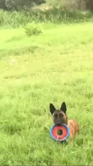 Полоса препятствий для собаки