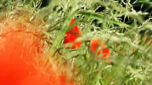 Vasilii CECEGOV & Atom – Любовь без обид, 2026