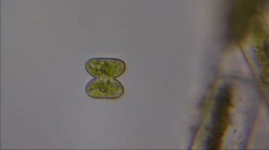 ЧТО ЖИВЕТ В ВОДЕ #микромир