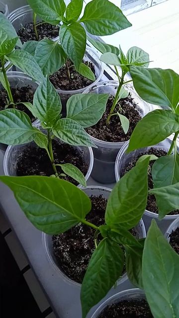 Подкармливать или нет рассаду перца после пикировки, видно по рассаде