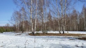 Природа шепчет - все в лес!!! / Природа Подмосковья