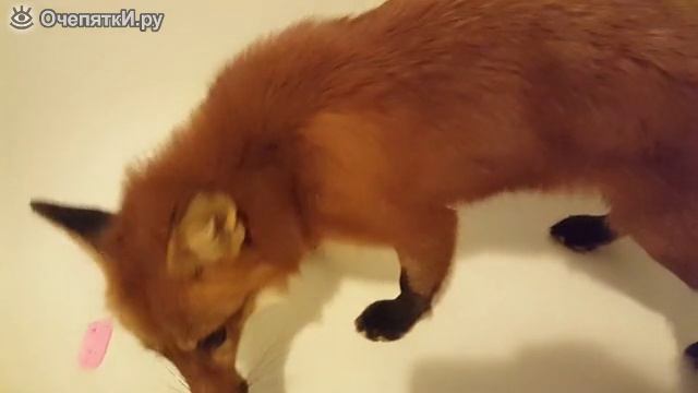 Нет мыла-нет купания