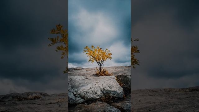 Ой, полынь трава луговая