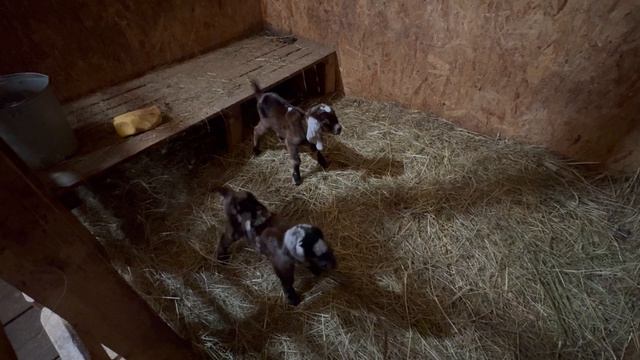 Выкармливаем КОЗЛЯТ 🍼/ Нас затопило / Новая брусчатка ОБВАЛИЛАСЬ,