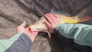 Весна 2026 рыбалка на карпа с кормушкой флэт фидер