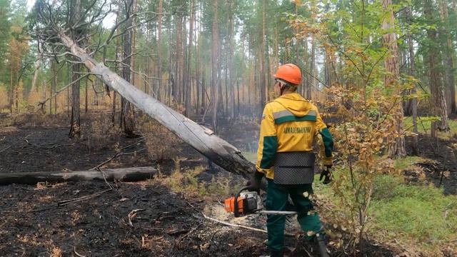 О сбережении лесных ресурсов России смотреть онлайн