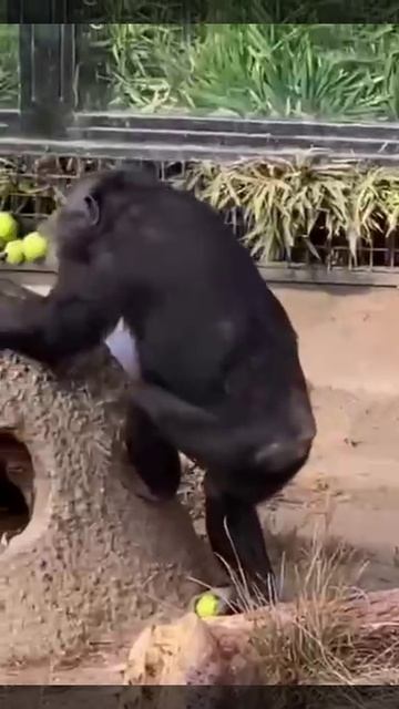 Смешная обезьянка