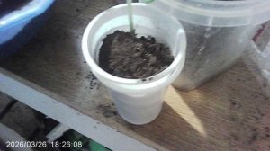 Добавка грунта в горшочек с кабачком февральской посадки