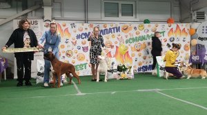 07.03.2026, СПб. Клуб "ФАУНА" (РКФ, РФЛС). Выставка собак всех пород "ФАУНА-ФЕСТ" (CAC, ЧФ)