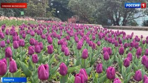 В Никитском ботсаду сегодня стартует парад тюльпанов