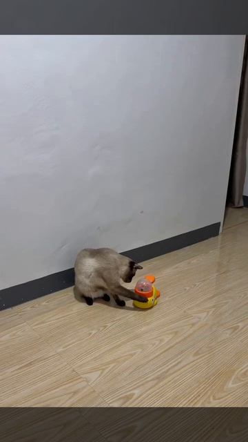 video_2025-08-21_44-53-90 (online-video-cutter.com)