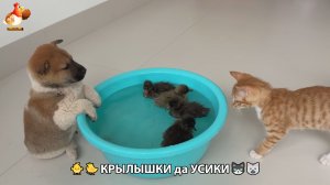 Утята и Цыплята - Кошки и котята, Собаки и щенята 338 Хвостики да Усики ❣️